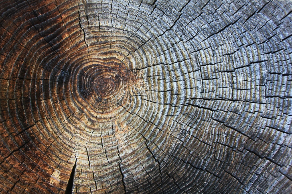 Old tree trunk cross section